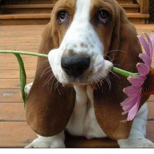 Схема вышивки «Друг»