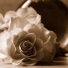 Схема вышивки «роза»