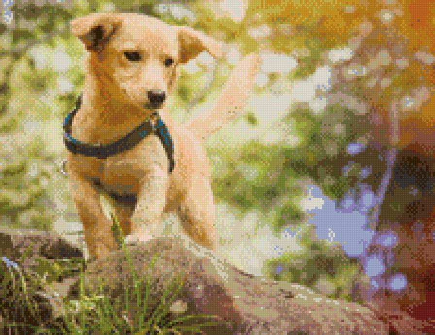 "Щенок" - собака, животные - предпросмотр