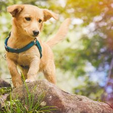 Схема вышивки «"Щенок"»