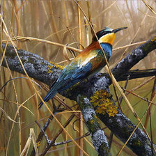 Схема вышивки «Зимородок»