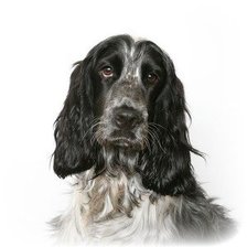 Схема вышивки «спаниель»