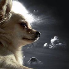 Схема вышивки «чи хуа хуа»