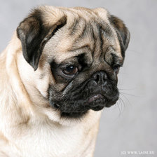 Схема вышивки «мопс»