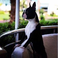 Схема вышивки «Boston terrıer»