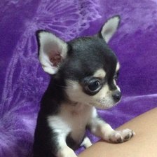 chihuahua
