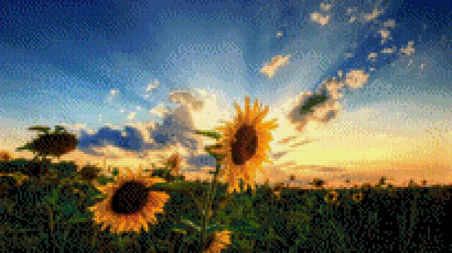 Подсолнухи после дождя - тучи, подсолнухи - предпросмотр