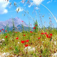 Схема вышивки «маки в горах»