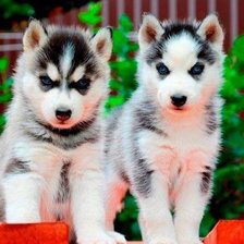 Схема вышивки «№724443»