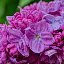 Схема вышивки «сирень»