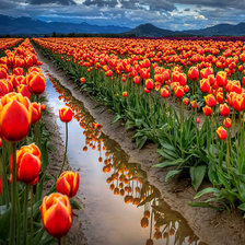 Схема вышивки «Тюльпаны»