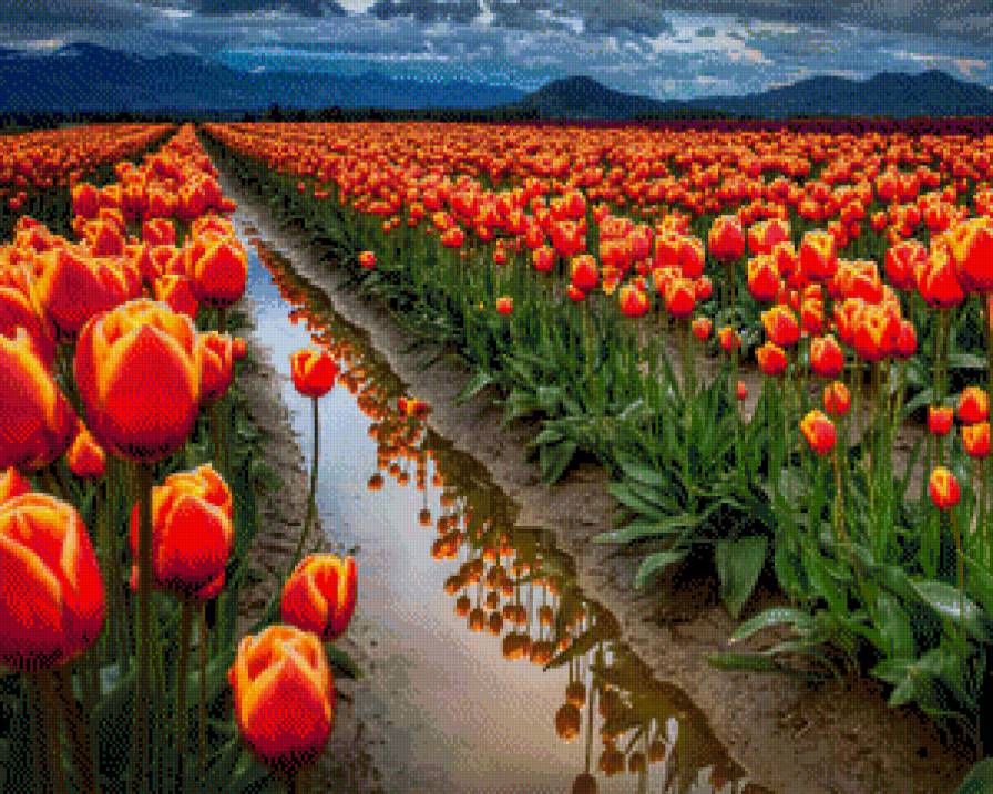 Море тюльпанов - море, букет, цветы - предпросмотр