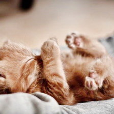 Схема вышивки «котенок»