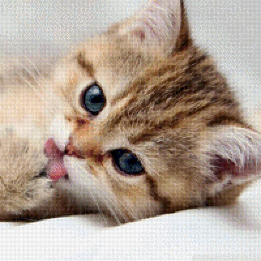 Котенок - кот, котенок, рыжий, котик - предпросмотр