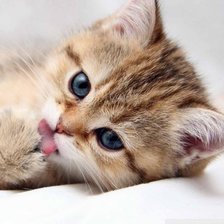 Схема вышивки «Котенок»