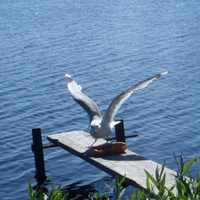 Схема вышивки «чайка»