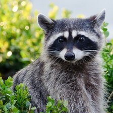 Схема вышивки «енот»