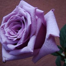 Схема вышивки «роза»