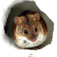 Схема вышивки «мышь»