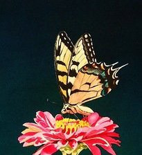 Бабочка на цветке