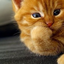 Схема вышивки «животные»