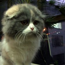 Схема вышивки «кот»