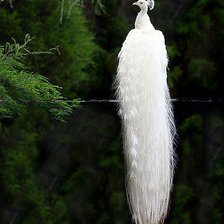 Схема вышивки «Павлин белый»