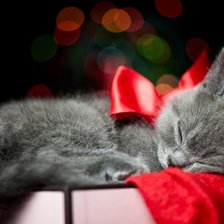 Схема вышивки «кот»