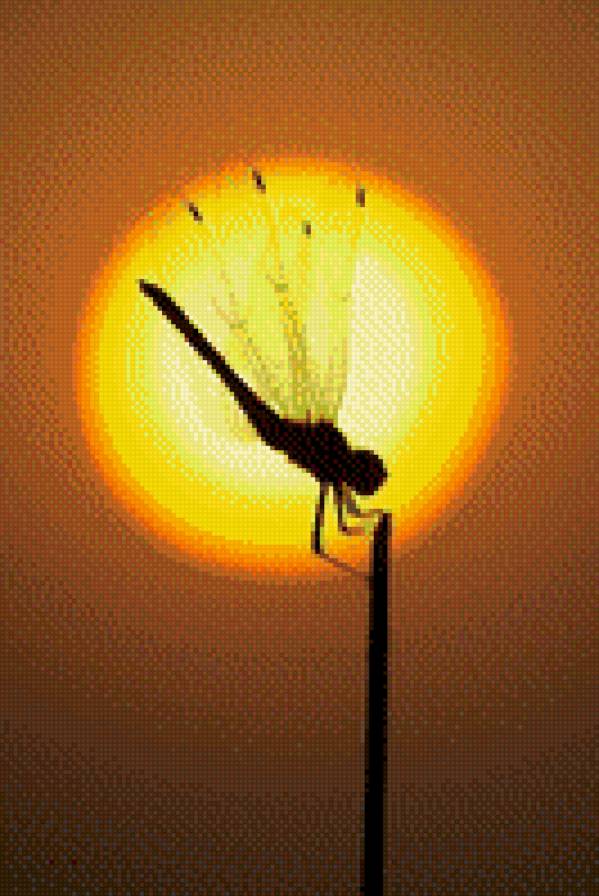 Стрекоза - стрекоза - предпросмотр