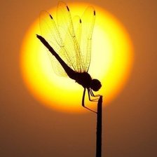 Схема вышивки «Стрекоза»