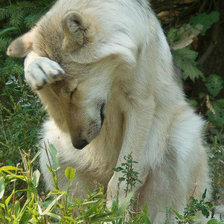 Схема вышивки «стыдно.....»