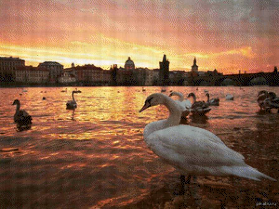 Пражские лебеди - закат, лебеди, прага - предпросмотр