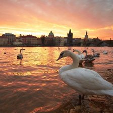 Схема вышивки «Пражские лебеди»