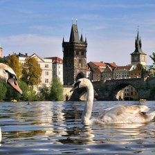 Схема вышивки «Пражские лебеди 2»