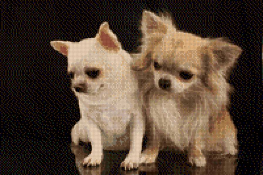 Чихуахуа - предпросмотр