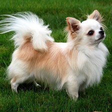 Схема вышивки «Чихуахуа»