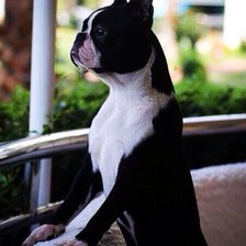 Схема вышивки «Бостон2»