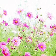 Схема вышивки «цветы»