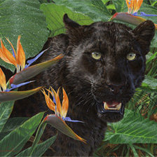 Схема вышивки «пантера»