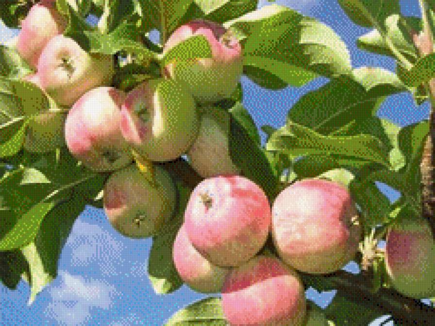 яблоки - деревья, фрукты. для кухни - предпросмотр