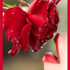 Схема вышивки «РОЗА»