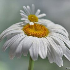 Схема вышивки «Ромашка»