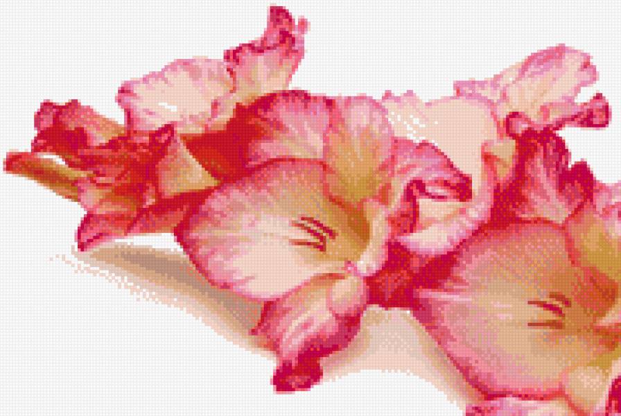 Гладиолус - предпросмотр