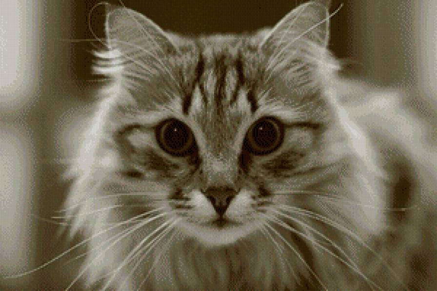 кот - животные, кошки - предпросмотр