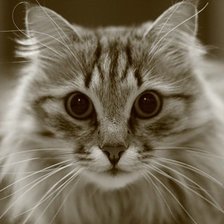 Схема вышивки «кот»