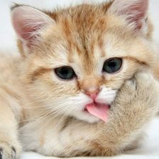 Схема вышивки «котенок»