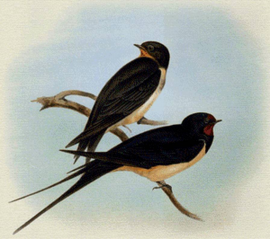 ласточки - предпросмотр