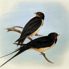 Схема вышивки «ласточки»