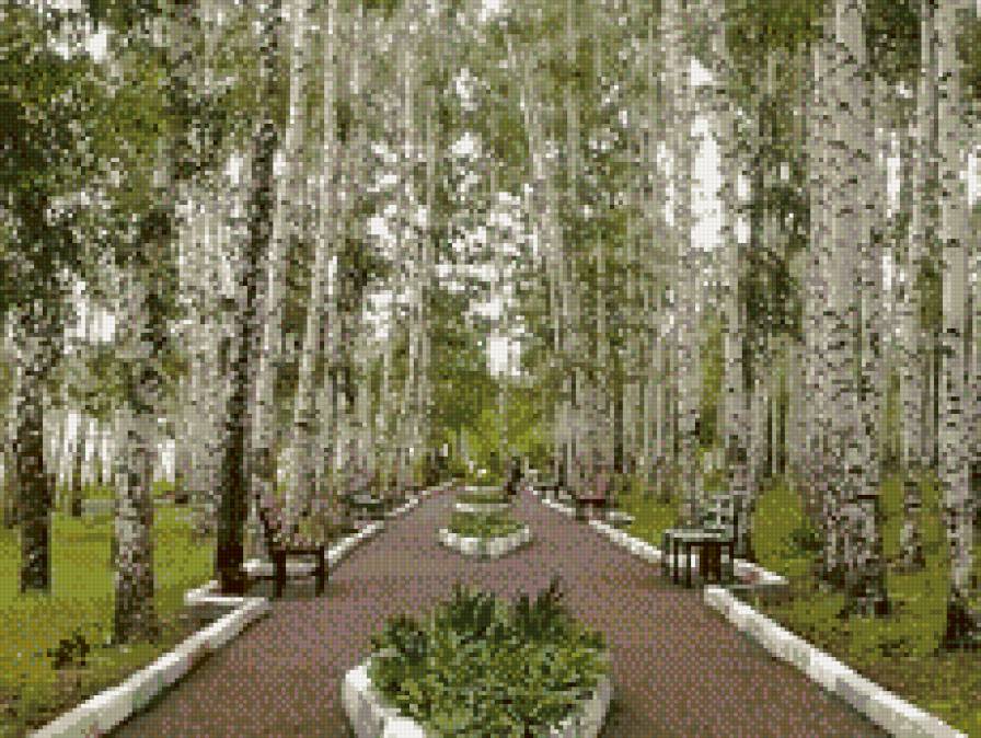 березы - предпросмотр