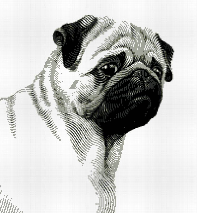 Мопс - грусть, мопс, монохром, собака, черно-белое - предпросмотр